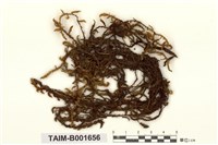 藏品(蠍尾苔屬)的圖片